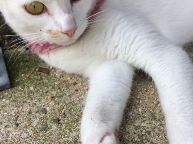 �V���g���o�X����̔L_���{�h���t�B���Z���^�[