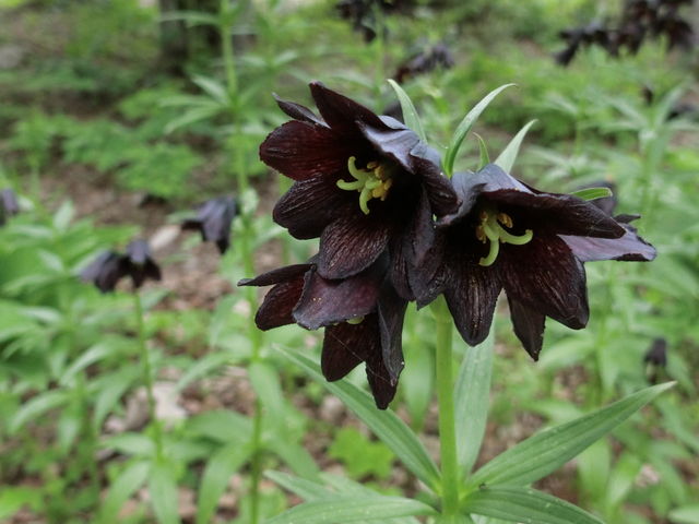 sutokuin̑X̃K[f̓eʐ^2