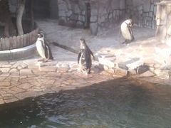 無料の動物園にはペンギンなどがいます。_行船公園