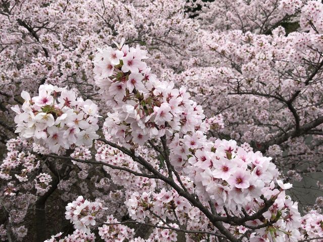 さくらの森のきなり匠ですさくらの森 - アロマグッズ