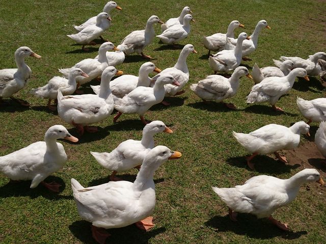 �A�q���̑�s�i_�}�U�[�q��