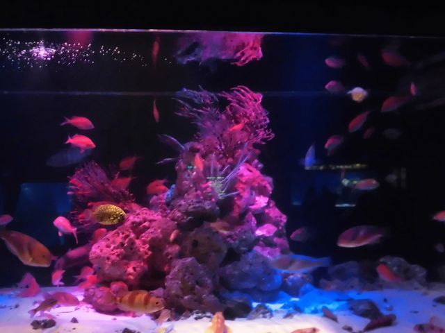 �A_���l�E���i���V�[�p���_�C�X�@�A�N�A���]�[�c