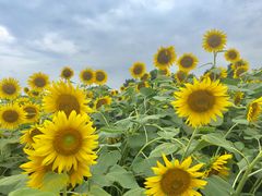 ˂̍ԎsЂ܂蔨ւ̓eʐ^1