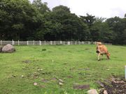 ۂ񂽂̐򗾃t@[Vbv̓eʐ^1