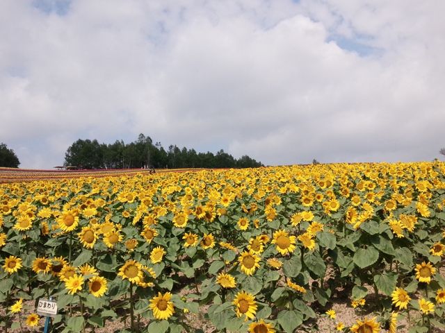 �Ђ܂�蔨_�l�G�ʂ̋u