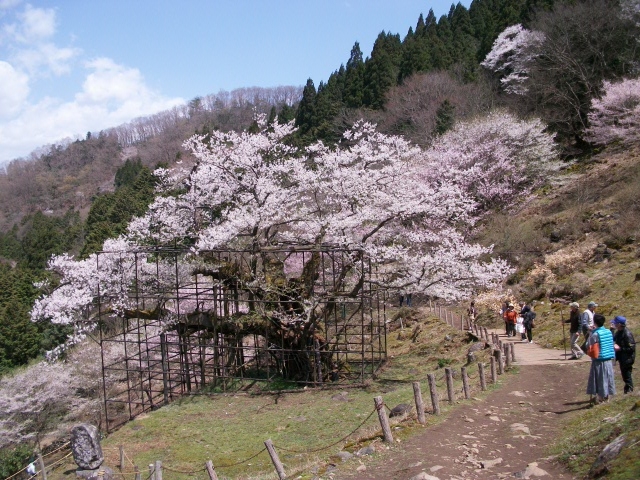 �W���j��������̒M���̑���̓��e�ʐ^2