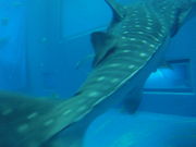 S[S[}}񂳂̃JtF I[Vu[̓eʐ^1