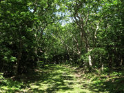 ͂߂̏ĐKIRѐHij̓eʐ^1