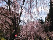 ɂ񂱐搶̐bRӂꂠ̗̓eʐ^1