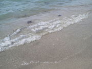 ݂Ȃ̂񂳂́yߘa4NxJ݁zC̓eʐ^1