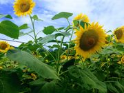 ݂݂݁[̂ЂMRXm[][gARsA̓eʐ^1