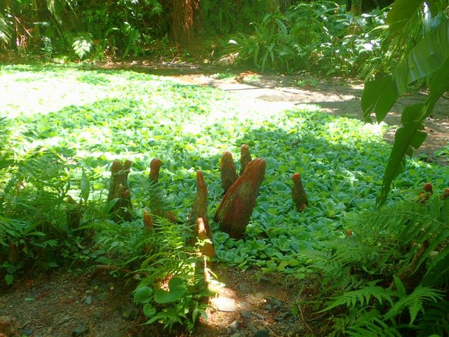 ���E����̉��v���t���[�c�K�[�f���i�p�p�C���̗��j�̓��e�ʐ^1