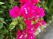 �}���S�[����̃u�[�Q���r���A�̓��e�ʐ^1