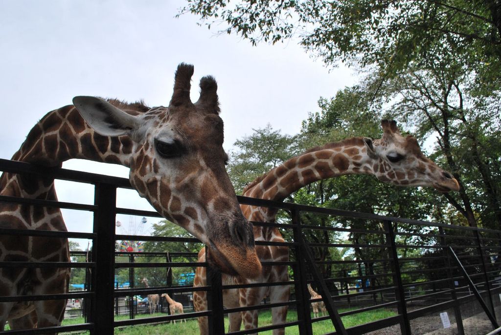宇都宮動物園