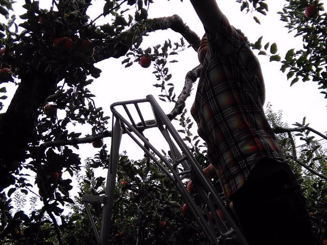 �q�ǂ��B�����Ȃ��������Ă����̂ŁA�a�a�p��Ƀ����S�������܂����B_����񂲉�