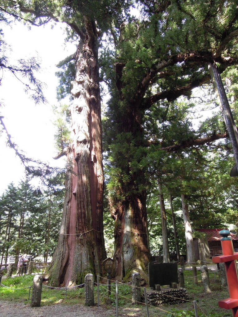 八幡神社の逆杉