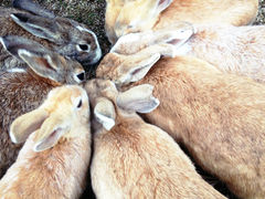 肿񂳂̋xɑ v쓇ւ̓eʐ^1