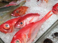 �������[����̑��q�u���ݎs��ւ̓��e�ʐ^1