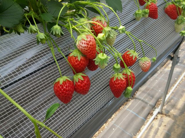 �H�ׂ���̃C�`�S���������񂠂�܂����B_Farm �����悵