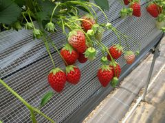 SƑFarm 悵ւ̓eʐ^1