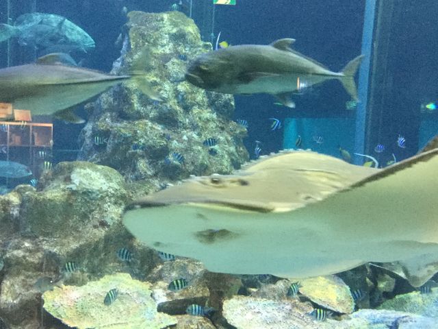 �^�񒆂ɂ���吅��_�����C�m��