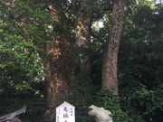 Ȃ񂽂񂳂̔_Ђ̓eʐ^1