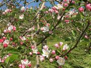 C̓ca򋽂̂񂲂̉Ԃ̓eʐ^1