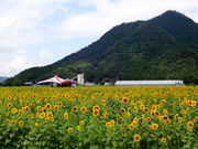 ǁ[̎ዷl b̂Ђ܂蔨̓eʐ^1