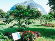 ���₳��̓����s���̓��M�ѐA���ق̓��e�ʐ^1