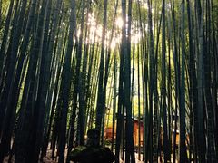 �񍑎��̒|�т̎ʐ^1