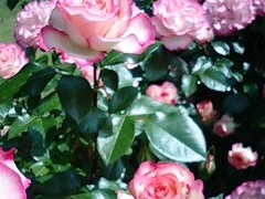 ~ȍ oN CObV K[fւ̓eʐ^1