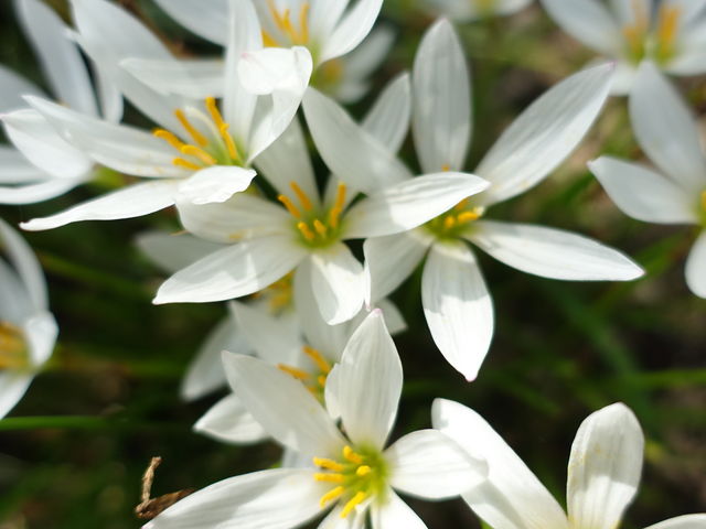 �����̃^�}�X�_��_���Îs�������A�������݂��̐X