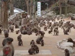 猿だらけ - 高崎山自然動物園のクチコミ - じゃらんnet