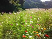 [񂳂̂͂܉Ԃ̍̃|s[ERXX̓eʐ^1