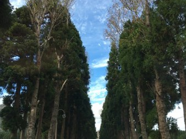 ���[�}�ւ̓��̏C���@_�����V�g�[���̐����C���@�i�g���s�X�g�C���@�j