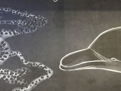 }[hC̒@GWu̐فv̎ʐ^1