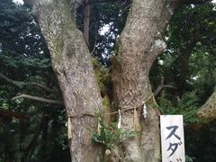 cJ擙X͂̏Zl̐__ЂƐΐ_ւ̓eʐ^1