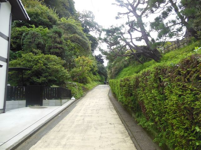 �k���q���̓����_�T���J��ؒʂ�