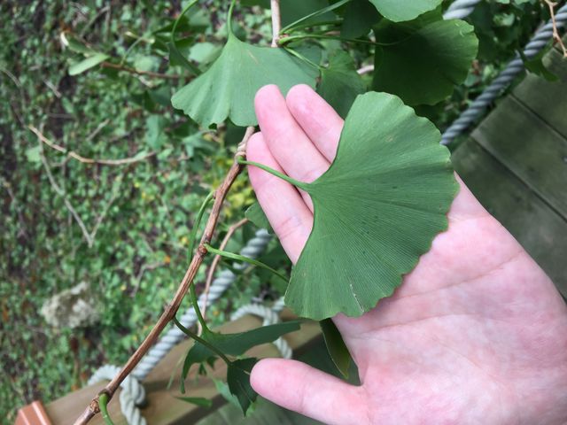 [T̕񎛁iRދ`j̓eʐ^1