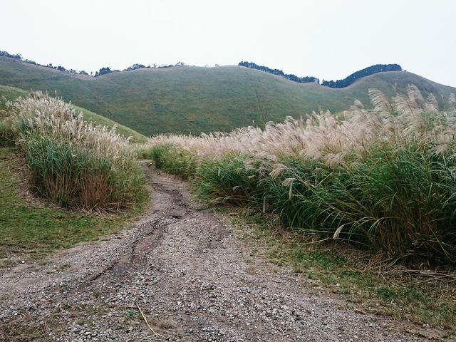 �Y��Ȍi�F_���T�r�T�����H