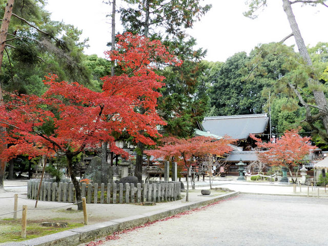 ����_���{�_��