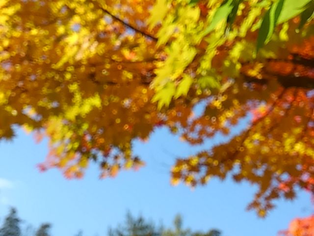 ��V���ȁH_���c�A���v�X���Â݂̌����@�x���E�䍂�n��