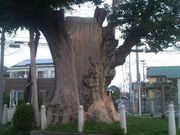 Ƃ񂳂̊CV̑PL̓eʐ^1