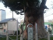 Ƃ񂳂̊CV̑PL̓eʐ^2