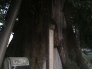 Ƃ񂳂̗LñnjiȂ񂶂񂶂j̓eʐ^2