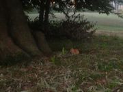 Ƃ񂳂̗LñnjiȂ񂶂񂶂j̓eʐ^3