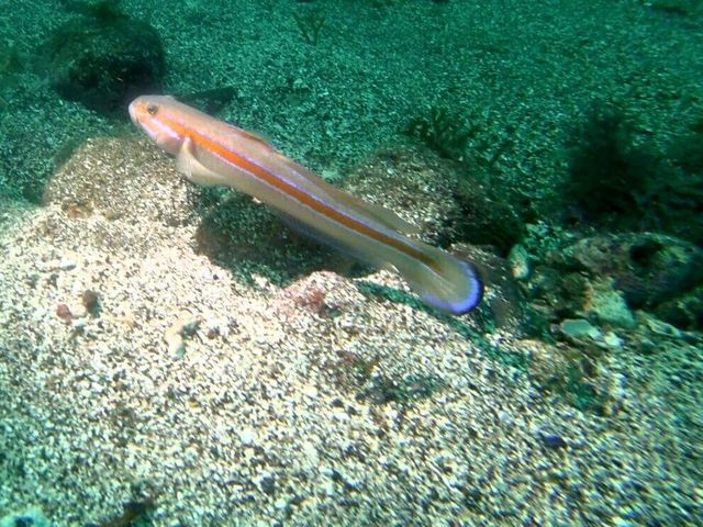 �j�V�L�n�[_�t���[�E�F�C