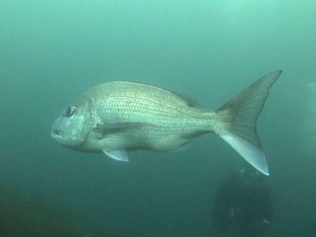 �}�_�C_�t���[�E�F�C