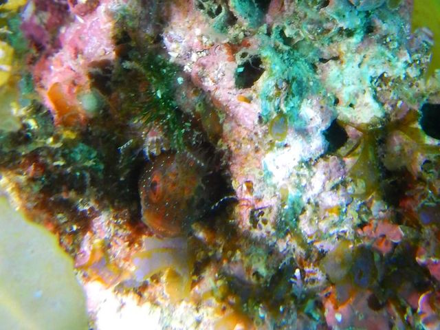 �R�P�M���|_�t���[�E�F�C