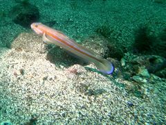 roku-chañt[EFCւ̓eʐ^1